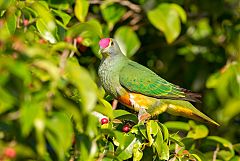 Rose-crowned Fruit-Dove